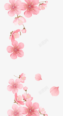 桃花花蕊粉色水彩素材
