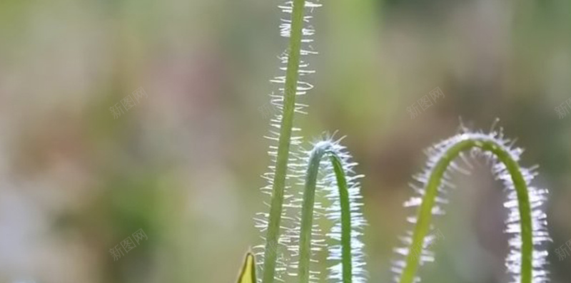 罂粟花唯美H5背景jpg设计背景_88icon https://88icon.com 绿色 渐变 花朵 微距 摄影 H5 h5 风景