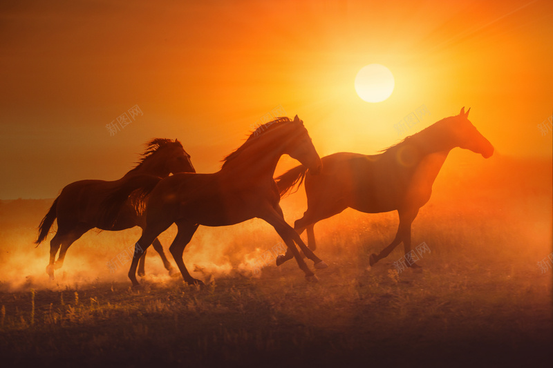 奔跑在草原上的几匹马jpg设计背景_88icon https://88icon.com 奔跑 摄影 草原 风景 马 奋进积极棕色