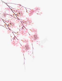 春天里的手绘樱花素材