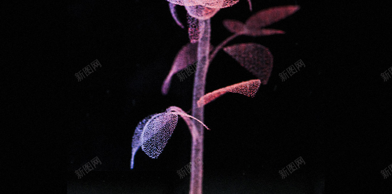 紫色花卉H5背景jpg设计背景_88icon https://88icon.com H5 H5背景 h5 商务 科幻 科技 科技感 科技风 紫色 花卉 高科技 黑色