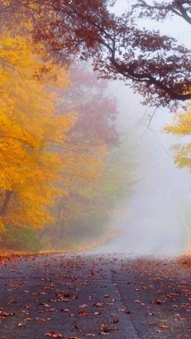 风景黄树迷雾路H5背景素材背景