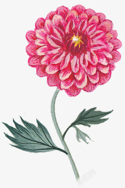 红菊手绘装饰图案素材