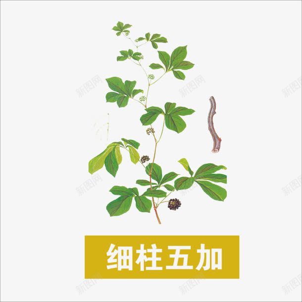 草药png免抠素材_88icon https://88icon.com 中药 本草纲目 细柱五加 药材