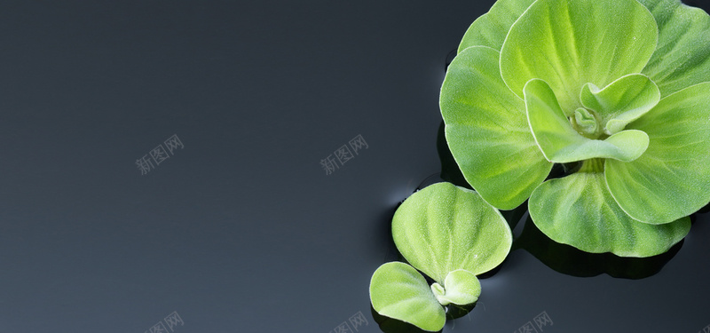 绿色水生植物jpg设计背景_88icon https://88icon.com 绿色植物 水生植物 植物摄影 海报banner 摄影 风景