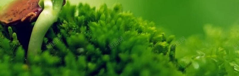 绿色植物H5背景jpg设计背景_88icon https://88icon.com H5背景 小清新 文艺 植物 简约 简约生命力 绿色