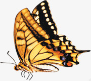 金色蝴蝶装饰图案素材