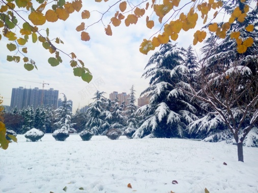 花色叶子雪天实景jpg背景摄影图片