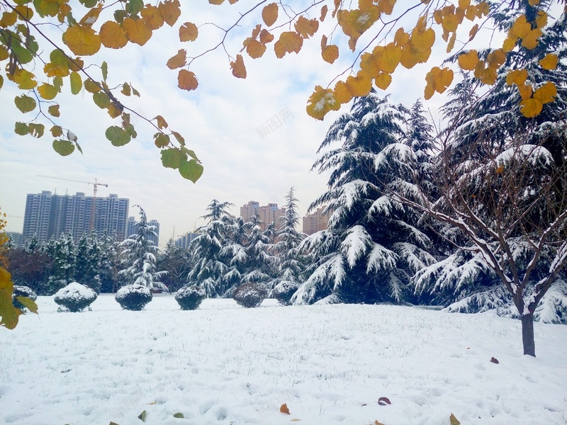 花色叶子雪天实景jpg背景jpg_88icon https://88icon.com 雪 背景 写实 风景 摄影