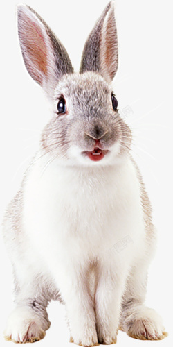 兔兔立耳长耳朵可爱素材