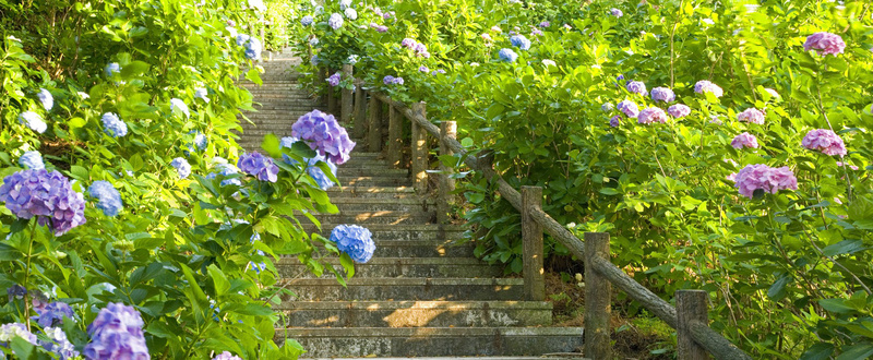 植物花路海报背景