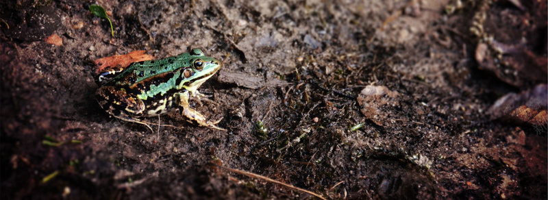 青蛙背景背景