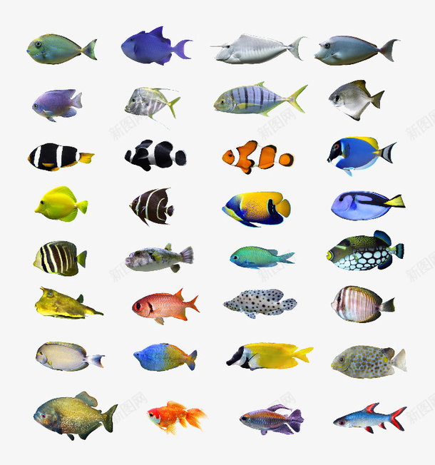 好多鱼png免抠素材_88icon https://88icon.com fish 鱼 鱼类