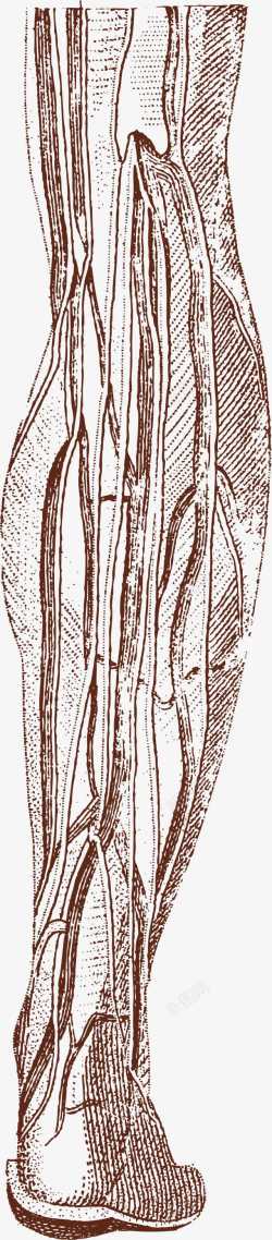 手绘腿脚图素材