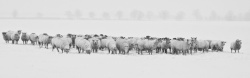 寒冷季节摄影羊群背景高清图片