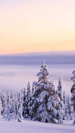 树黄昏黄昏下的雪景H5背景高清图片