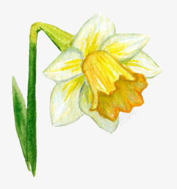 创意水仙花图片手绘黄色水仙花图高清图片