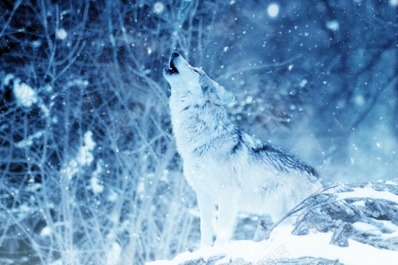 狼下雪冬天蓝色背景背景