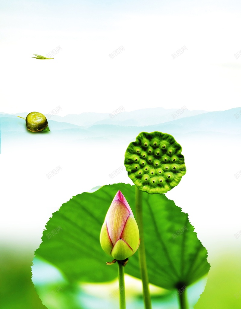 荷花荷叶高清背景psd设计背景_88icon https://88icon.com PSD 平面 广告 模板 海报 素材 背景 荷叶 荷花 莲蓬 高清荷花图安素材