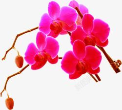 红色鲜花植物树枝素材