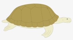 棕色海龟素材