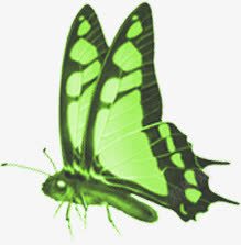 蝴蝶绿色海报素材