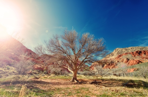 烈日沙漠蓝天干旱树背景背景