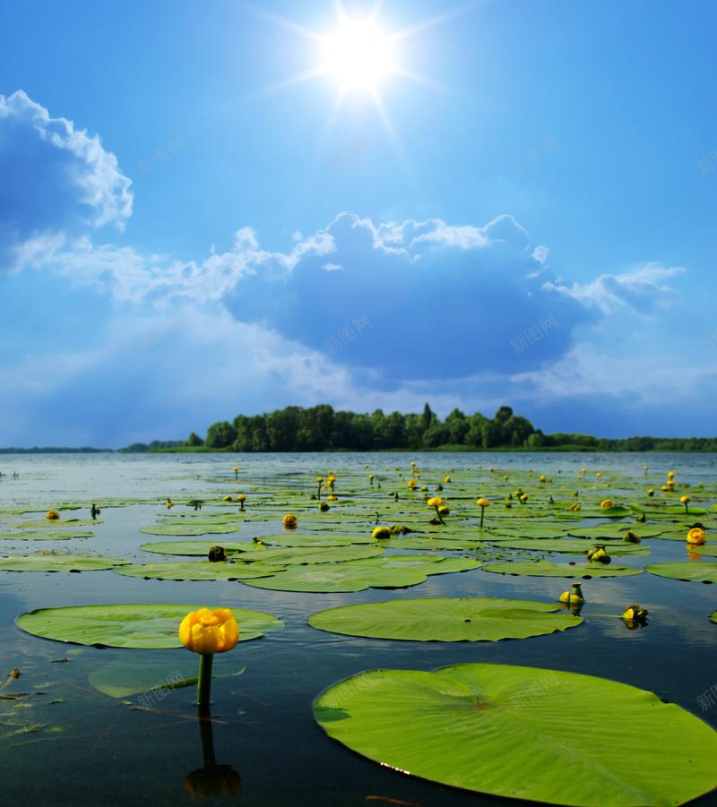 莲花湖jpg设计背景_88icon https://88icon.com 花卉 蓝色 摄影 风景