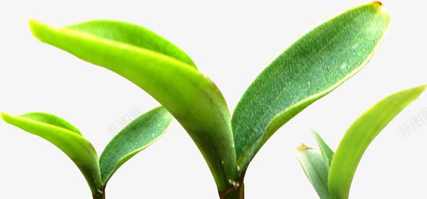 春天里的小嫩芽png免抠素材_88icon https://88icon.com 嫩芽 春天 绿色