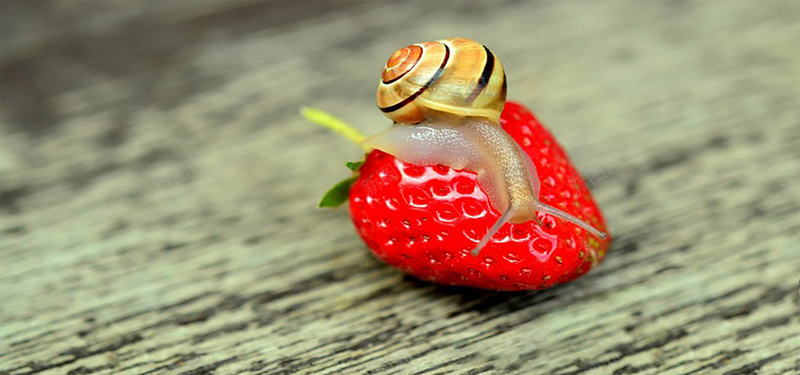 木板上趴在草莓上蜗牛背景