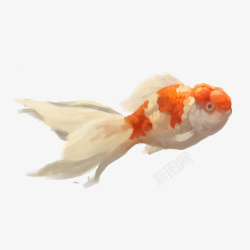 金鱼鱼鲤鱼红色鱼4素材