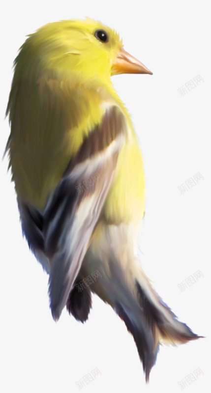 一只黄色的鸟png免抠素材_88icon https://88icon.com 一只鸟 鸟 黄色的鸟 黄鸟