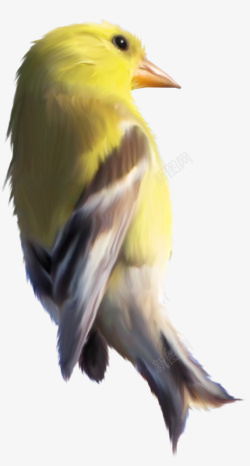 一只黄色的鸟素材