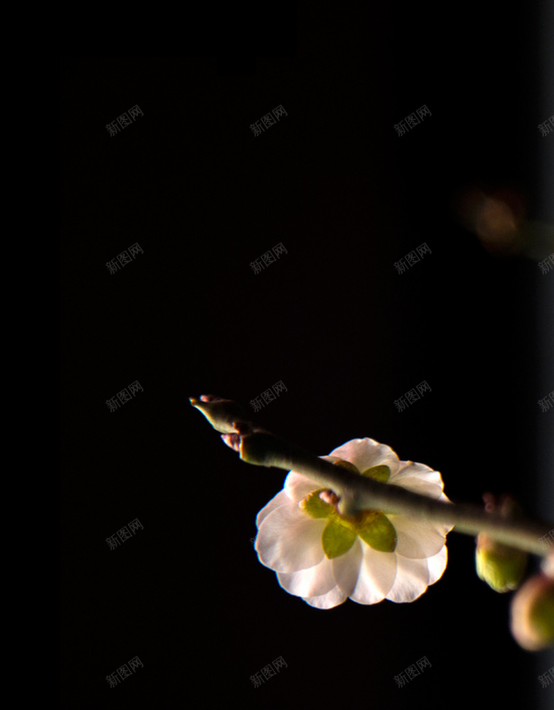 简约桃花H5背景jpg设计背景_88icon https://88icon.com H5 H5背景素材 小清新 文艺 桃花 简约 花 花朵 黑色背景