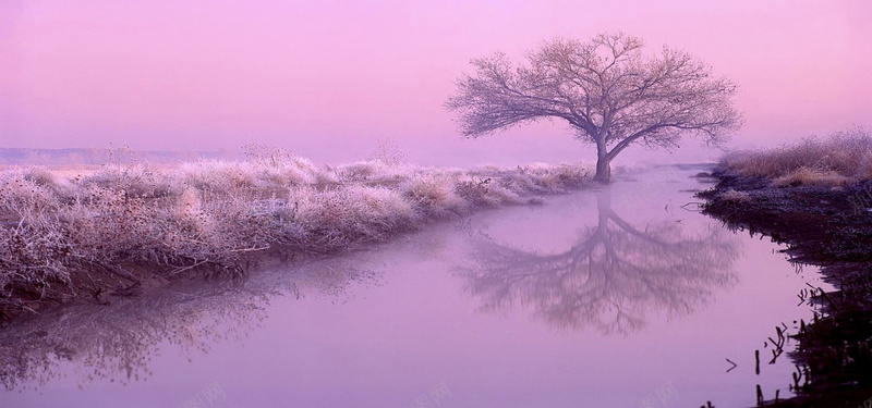 枯森丛中的树jpg设计背景_88icon https://88icon.com 紫色 树森 河流 倒影 海报banner 枯树丛 摄影 风景