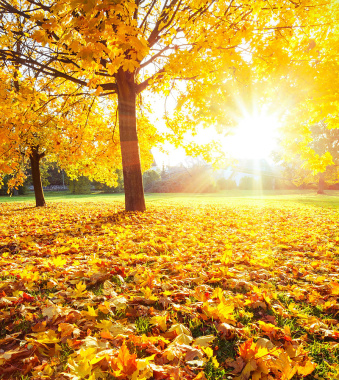 秋日阳光下的黄色树叶背景