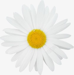 白色花瓣黄色花蕊素材