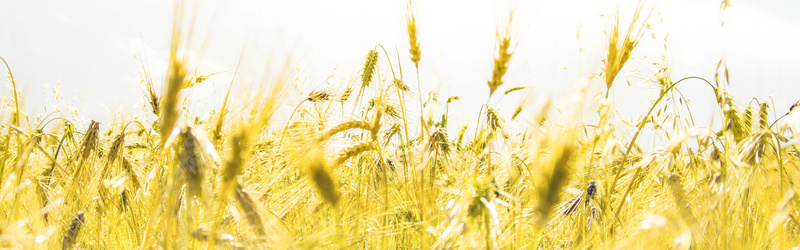 金色麦田背景jpg设计背景_88icon https://88icon.com 横幅背景 麦田 金色 海报banner 摄影 全屏banner背景 风景