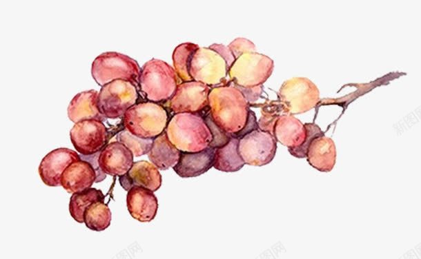 紫色提子png免抠素材_88icon https://88icon.com 提子 水果 紫色 装饰素材