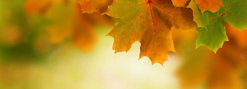 摄影秋天的枫叶背景背景