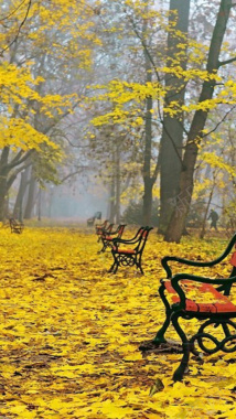 秋天金色枫叶公园H5背景素材背景