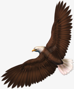 禽类元素野生动物禽类飞鸟白头老鹰EAGLE高清图片