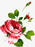 海报植物玫瑰花效果素材