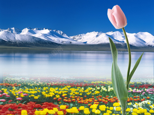 湖边雪山鲜花盛开的背景图片背景