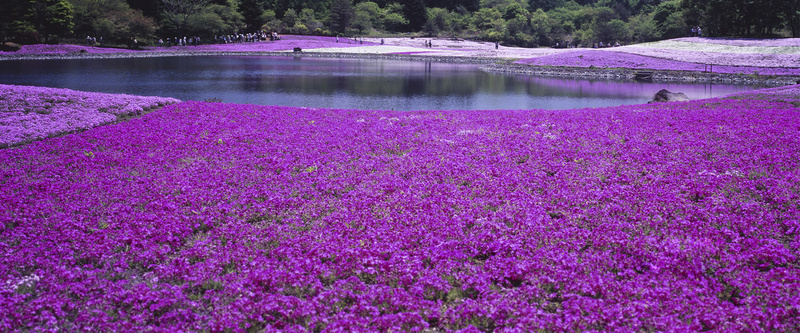 湖边美丽的紫色花海背景