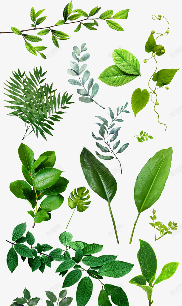 叶子绿色绿叶树叶psd免抠素材_88icon https://88icon.com 免扣 叶子 叶子真实 树叶 绿叶 绿色