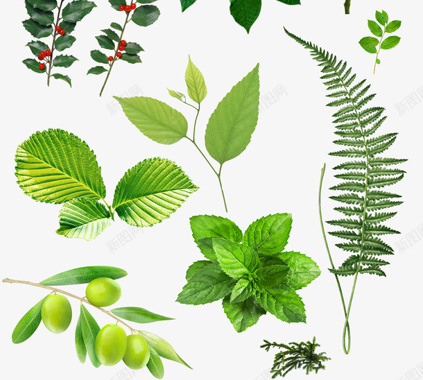 叶子绿色绿叶树叶psd免抠素材_88icon https://88icon.com 免扣 叶子 叶子真实 树叶 绿叶 绿色