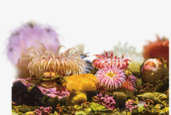 海藻珊瑚海底海洋生物素材