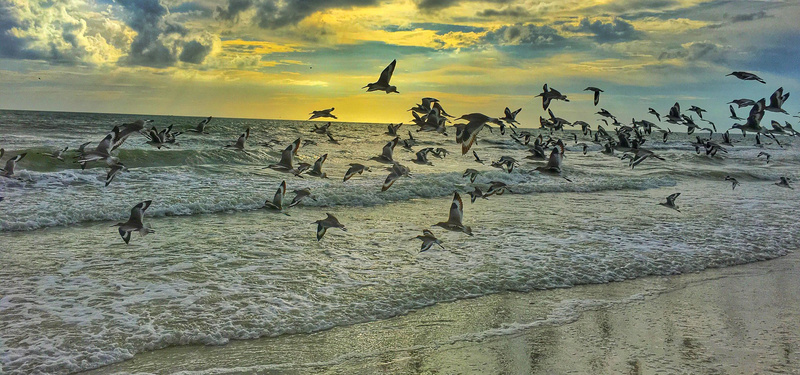 海鸟类jpg设计背景_88icon https://88icon.com 海滩 海 水 沙 鸟 海鸟类 海洋 海岸 蓝色 天空 海报banner 摄影 风景