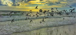 海洋海鸟海鸟类高清图片